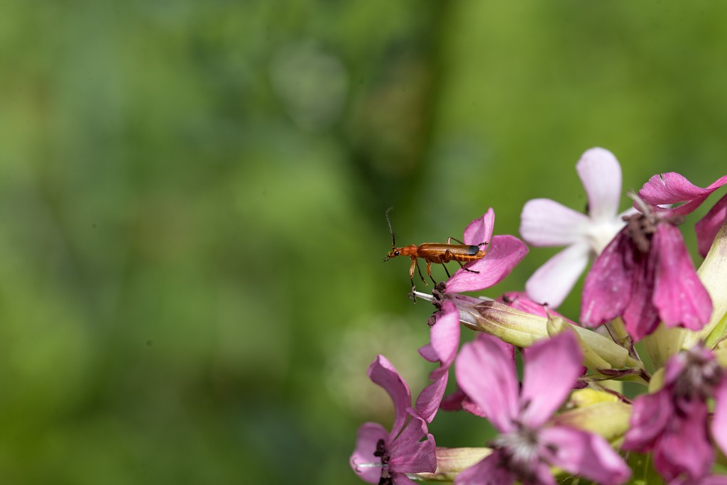 Cantharis rufa Rood soldaatje insect insecten kever kevers tor torren spin spinnen wesp wespen bij bijen sprinkhaan sprinkhanen vlieg vliegen mug muggen
